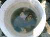 bucket3.jpg