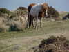 Sat_walk_24_.JPG