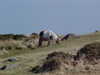 Sat_walk_25_.JPG