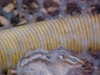 NVC-041F.JPG