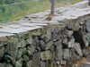 NVC-344F.JPG