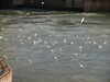 20030419064243-PICT0041.JPG