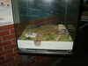 20030419105407-PICT0069.JPG