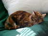 2003-05-07:Cat and Flat
