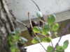 20030804102237-PICT0077.JPG