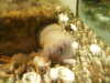 20030819132037-sICT0049.JPG