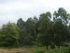20030819174238-sICT0101.JPG