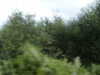 20030819174337-sICT0102.JPG