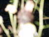20030819203624-sICT0130.JPG