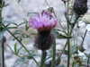 20030819203639-sICT0131.JPG