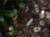 nVC-506F.JPG