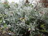 20030822144039-tict0195.JPG