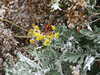 20030822144058-tict0196.JPG