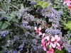 20030822145719-tict0204.JPG