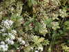 20030822150039-tict0212.JPG