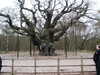 2004-04-10:Sherwood Forest

