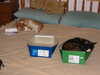 2004-04-13:Cats in Boxes
