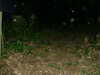 DSCF0037.JPG