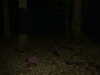 DSCF0042.JPG