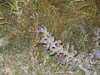 20040704211310-PICT1157.JPG