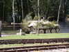 zrbT1609.JPG
