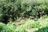 20040807124040-DSC_0071.jpg