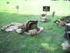 20040808060041-IMG_0667.JPG