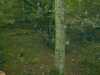 DSCF0006.JPG