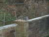 2004-12-28:Squirrel
