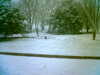 2005-03-04:Pheasnt in the snow
