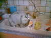 20050325093647-HPIM0141.jpg
