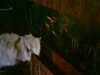 HPIM0142.jpg