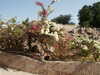 PICT2897.JPG
