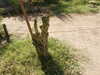 PICT2916.JPG