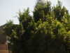 PICT3297.JPG
