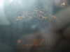 PICT3490.JPG