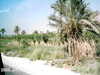 2005-11-04:am Abydos
