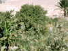 IMAG0008.JPG