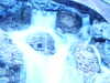 20060314170019-PICT3909.JPG
