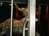 20060316101807-PICT3983.JPG