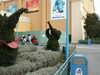 20060316150607-PICT4037.JPG