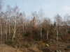 20060318091730-PICT4116.JPG