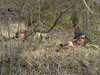 20060417123808-sniper_06_013.jpg