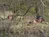 sniper_06_013(1).JPG
