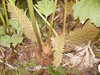 20060814110144-PICT4431.JPG