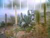 20060823145016-HPIM0001.jpg
