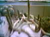 20060823145252-HPIM0006.jpg