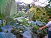 20060823145332-HPIM0007.jpg