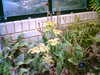 20060823145517-HPIM0010.jpg