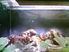 20060823150306-HPIM0015.jpg